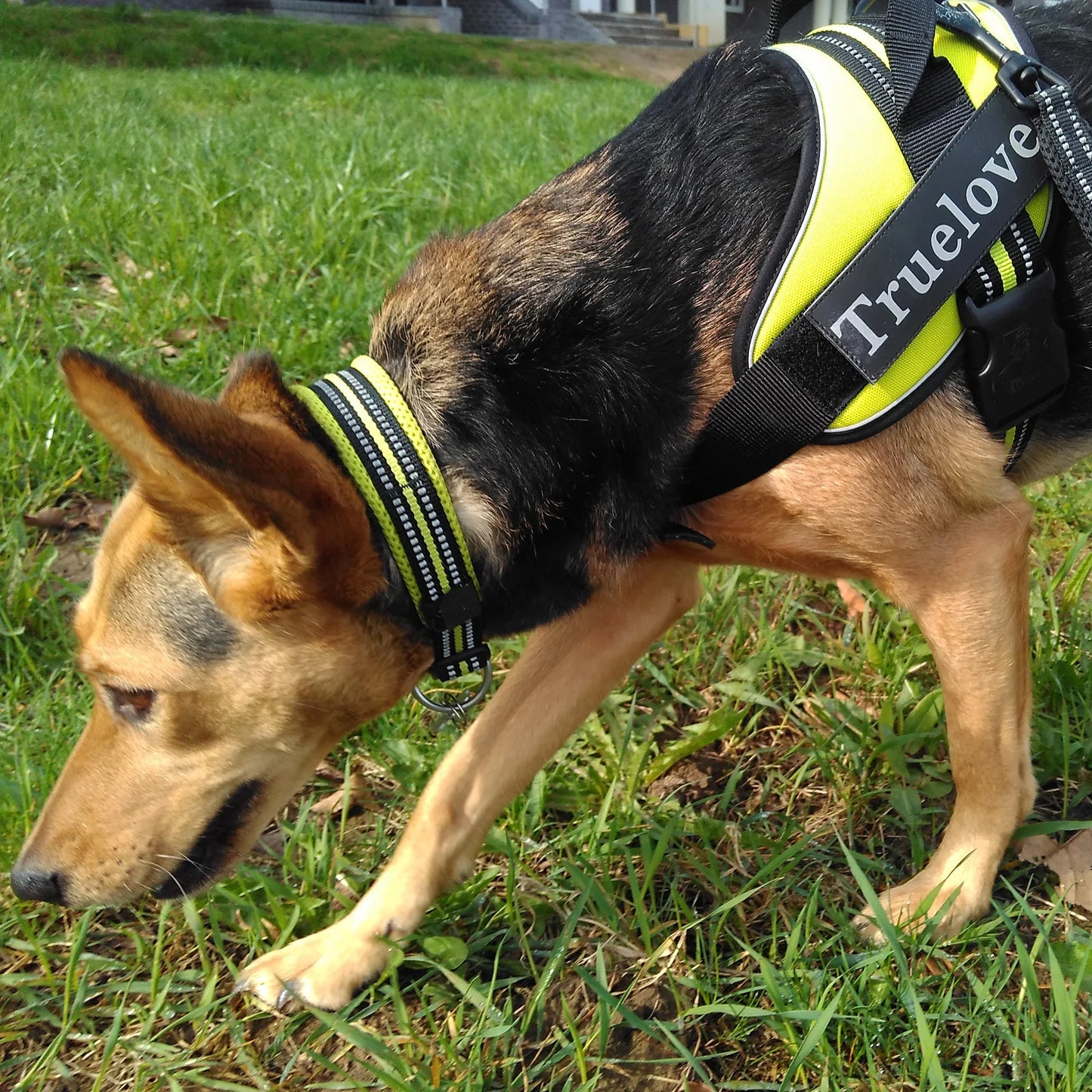 Dog Walking Collar Comfort Padded with Buckle